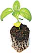 General Hydroponics Rapid Rooter Plant Starter